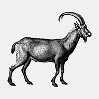 Vintage wild goat animal, remix from artworks by Charles Dessalines D'orbigny vector. Remixed by rawpixel.