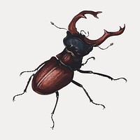 Stag beetle sticker, insect vintage illustration vector. Remixed by rawpixel.