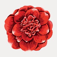 Blooming camellia flower cut out illustrated vector. Remixed by rawpixel.