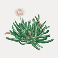 Hand drawn Mesembryanthemum Bellidiflorum (Acrodon Bellidiflorus) vector. Remixed by rawpixel.