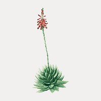 Hand drawn Aloe Brevifolia (Short–Leaved aloe) vector. Remixed by rawpixel.