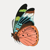 E.A. Séguy's butterfly sticker, exotic insect, isolated vector element. Remixed by rawpixel.