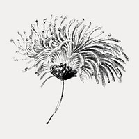 Vintage monochrome blooming chrysanthemum design element vector. Remixed by rawpixel.