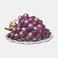 Vintage hand drawn black grapes design element vector. Remixed by rawpixel.