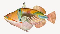 Hawaiian Fish Nakunuku (ca. 1905-1940) by David Starr Jordan illustrated by Albertus Hutchinson and Charles Bradford.