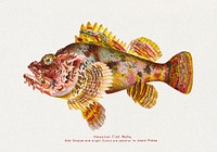 Hawaiian Fish Nohu (ca. 1905-1940) by David Starr Jordan illustrated by Albertus Hutchinson and Charles Bradford.