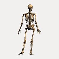 Vintage human skeleton illustration, vintage vector element. Remixed by rawpixel.