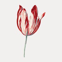 Tulip flower vintage illustration, vintage vector element. Remixed by rawpixel.