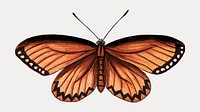 Acraea Vesta butterfly vintage illustration, vintage vector element. Remixed by rawpixel.