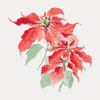 Poinsettias plant vintage illustration, vintage vector element. Remixed by rawpixel.