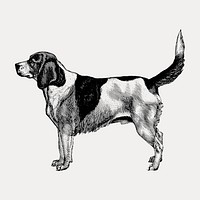 Artois Hound dog vintage illustration, isolated vector element. Remixed by rawpixel.