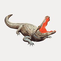 Hungry alligator, vintage animal illustration, vintage vector element. Remixed by rawpixel.