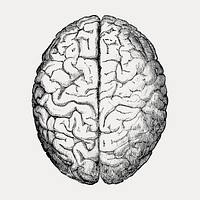 Brain, isolated vector element. Remixed by rawpixel.