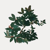 Leaf branches, vintage botanical illustration, isolated vector element. Remixed by rawpixel.