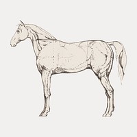 Anatomical Study of Horse illustrati, vector element. Remixed by rawpixel.