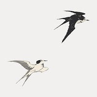 Flying swallow birds, vintage animal illustration by Nampei, isolated vector element. Remixed by rawpixel.