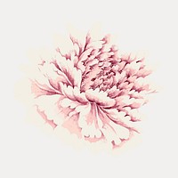 Pink peony vintage flower, vintage vector element. Remixed by rawpixel.