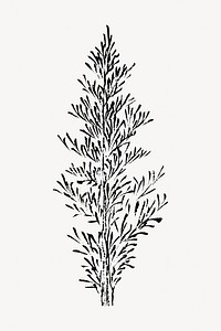 Hokusai’s tree  illustration isolated on white, vector. Remixed by rawpixel.