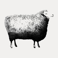 New Oxford Sheep sticker, farm animal illustration isolated on white, vector. Remixed by rawpixel.