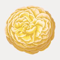 Vintage yellow rose illustration isolated on white, vector. Remixed by rawpixel.