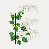 Vintage broadleaf meadowsweet illustration from 1879 edition of Nederlandsche Flora en Pomona, isolated vector element. Remixed by rawpixel.