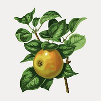 Vintage apple illustration isolated on white, vector. Remixed by rawpixel.