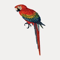 Vintage bird red and blue macaw illustration isolated on white, vector. Remixed by rawpixel.