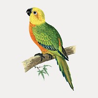 Vintage bird jendaya conure, vector element. Remixed by rawpixel.