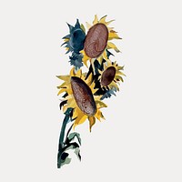 Sunflowers watercolor illustration element from Robert Johnson artwork, vector element. by rawpixel.