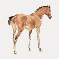 Horse foal watercolor illustration element from John Frederick Tayler artwork, vintage vector element. Remixed by rawpixel.