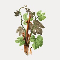 Botanical illustration of grapevine plant vector. Remixed by rawpixel.