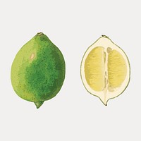 Illustrated lime fruit cross-section vector. Remixed by rawpixel.