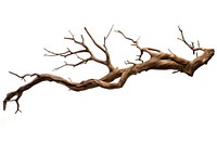 Dry branch tree background isolated.