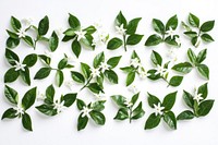 Jasmine flowers leaves leaf background.