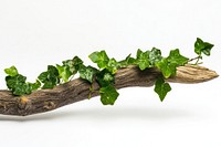 Weave of ivy on piece of wood leaf botanical interior.