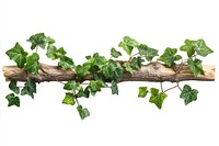 Weave of ivy on piece of wood stick leaves plant leaf.