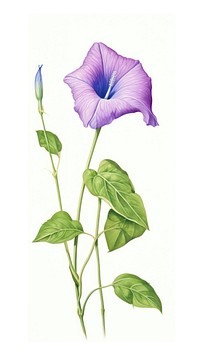 Illustration botanical flower art.