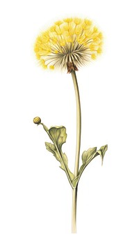 Dandelion illustration botanical flower.