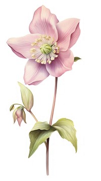 Flower illustration botanical pastel.