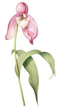 Illustration botanical drawing flower.