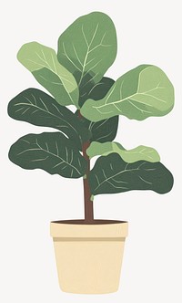 Fiddle-leaf fig illustration fiddle plant vector