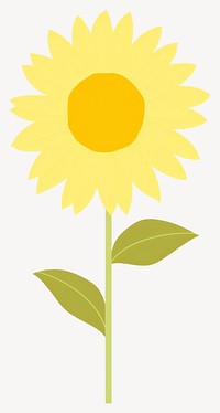 Sunflower illustration asteraceae botanical vector