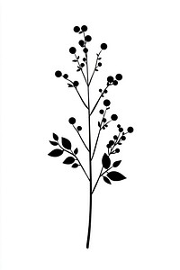 Wild flower Barberry illustration silhouette minimalist.