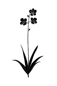 Wild flower Puttyroot Orchid illustration minimalist orchid.