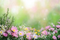 Podium product flowers background daisies.