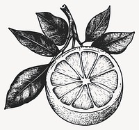 Lemon art illustration hand-drawn vector