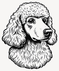 Poodle art illustration drawing vector