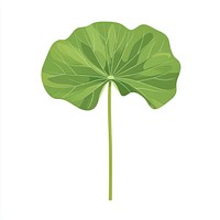 Green lotus leaf illustration plant botanical.