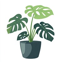 Monstera potted plant illustration leaves leaf.