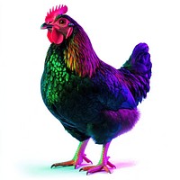 Chicken Neon rim light poultry rooster bird.